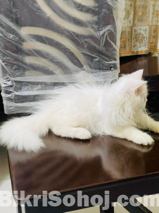 Triple coat persian (female)